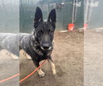 Small #2 German Shepherd Dog