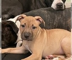 Small #7 American Pit Bull Terrier