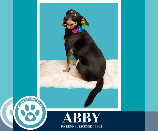 Medium Photo #10 Labrador Retriever-Unknown Mix Puppy For Sale in Kimberton, PA, USA