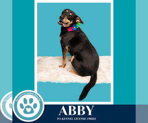 Abby (Mom to the Brindle Boos) 110423 - Female Labrador Retriever-Unknown Mix Dog for Adoption - Photo #10