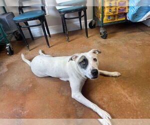 Medium Bull Terrier Mix
