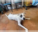 Small Bull Terrier Mix