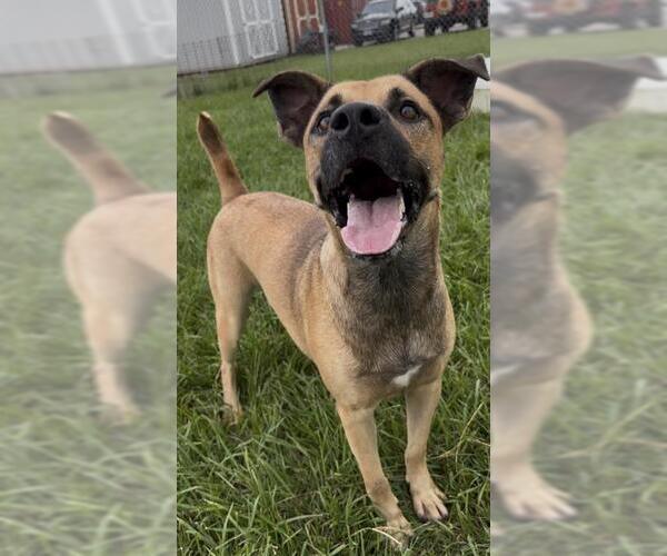 Medium Photo #2 Black Mouth Cur Puppy For Sale in Rosenberg, TX, USA