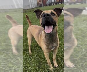 SHILOH - Female Black Mouth Cur Dog for Adoption - Photo #2