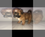 Small Photo #73 Mal-Shi Puppy For Sale in LAKELAND, FL, USA