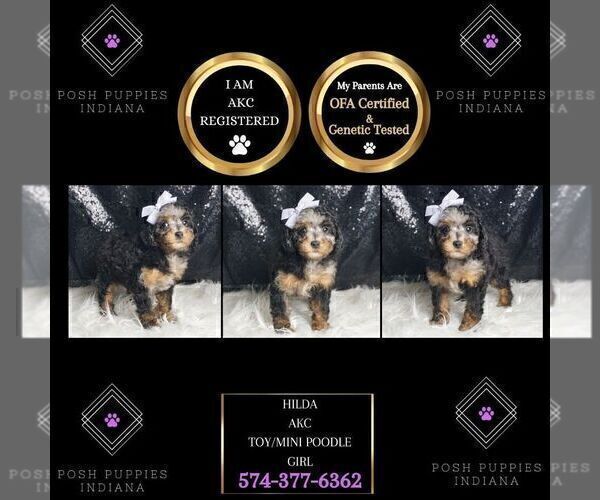 Medium Photo #41 Poodle (Toy) Puppy For Sale in WARSAW, IN, USA