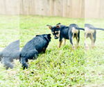Small #2 American Staffordshire Terrier-German Shepherd Dog Mix