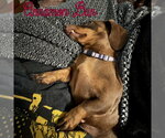 Small Photo #12 Dachshund Puppy For Sale in San Antonio, TX, USA