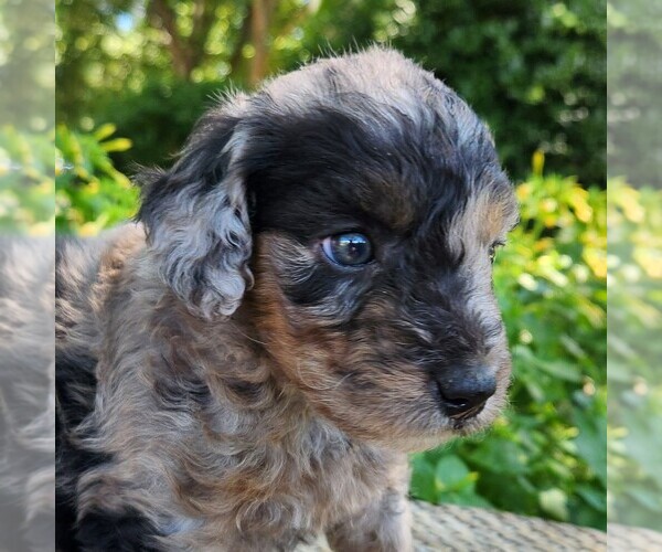 Medium Photo #6 Aussiedoodle Miniature  Puppy For Sale in COLUMBIA, TN, USA