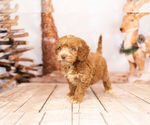 Small Photo #3 Cocker Spaniel-Poodle (Miniature) Mix Puppy For Sale in WARSAW, IN, USA