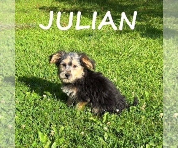 Medium Photo #1 Shorkie Tzu Puppy For Sale in HARTLAND, MN, USA