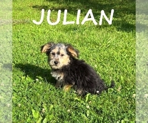 Shorkie Tzu Puppy for sale in HARTLAND, MN, USA