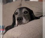 Small #1 Labrador Retriever Mix