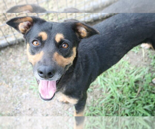 Medium Photo #1 Mutt Puppy For Sale in Abbeville, LA, USA