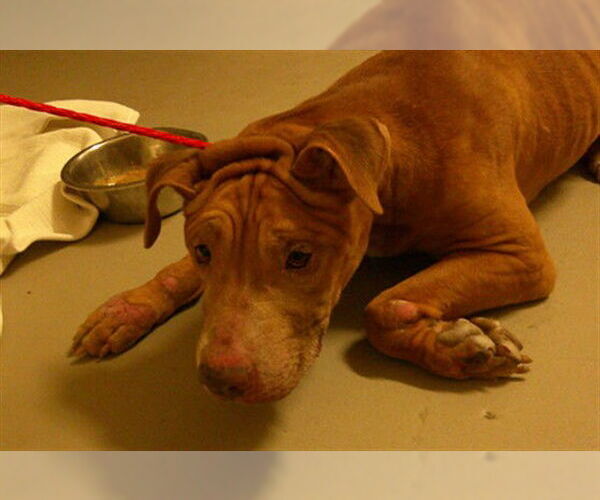 Medium Photo #1 Mutt Puppy For Sale in Sanford, FL, USA