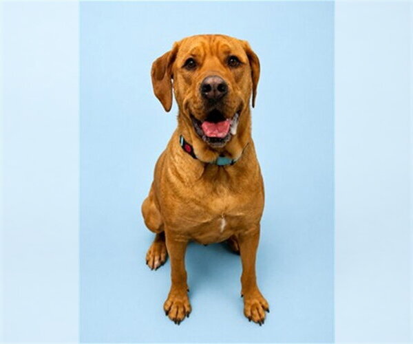 Medium Photo #1  Puppy For Sale in , 