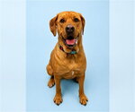 Small Photo #1  Puppy For Sale in , 