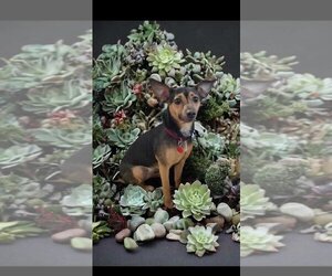 Miniature Pinscher-Unknown Mix Dogs for adoption in Bellingham, WA, USA