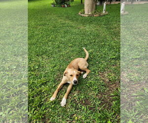Labrador Retriever-Unknown Mix Dogs for adoption in Oakhurst, NJ, USA