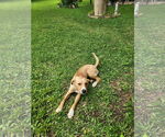 Small Labrador Retriever Mix