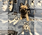 Small #4 French Bulldog