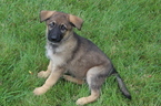 Puppy 9 German Shepherd Dog
