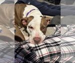 Small #1 American Pit Bull Terrier Mix
