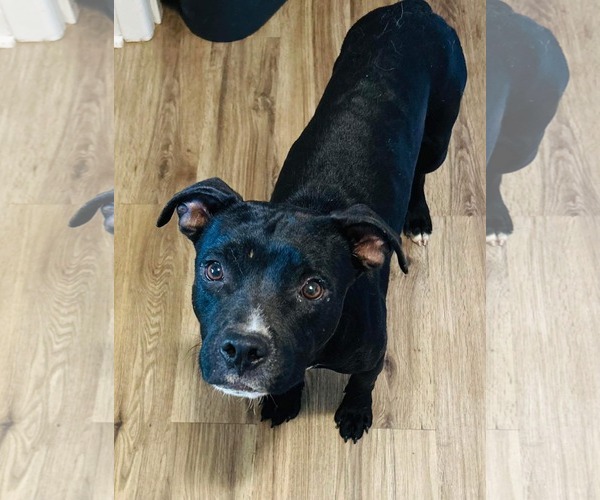 Medium Photo #2 American Staffordshire Terrier-Unknown Mix Puppy For Sale in Dallas, TX, USA
