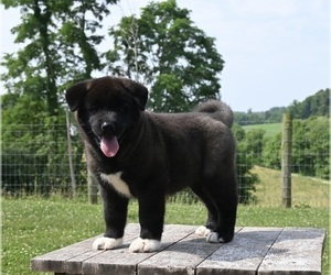 Akita Puppy for sale in MILLERSBURG, OH, USA