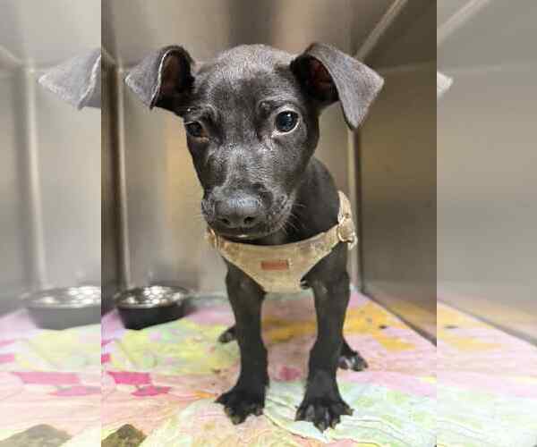 Medium Photo #12 American Pit Bull Terrier-Labrador Retriever Mix Puppy For Sale in Shermans Dale, PA, USA