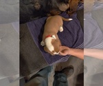 Small Photo #1 Bagle Hound-Basset Hound Mix Puppy For Sale in CENTRALIA, WA, USA