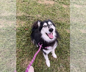 Alaskan Malamute-Huskies  Mix Dogs for adoption in Benton, PA, USA