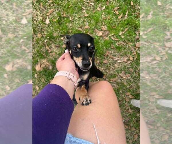 Medium Photo #5 Chihuahua-Unknown Mix Puppy For Sale in Abbeville, LA, USA