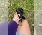 Small #4 Chihuahua Mix