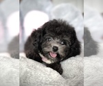 Sunnie - Female Bichpoo-Poodle (Toy) Mix Puppy for Sale - Small photo