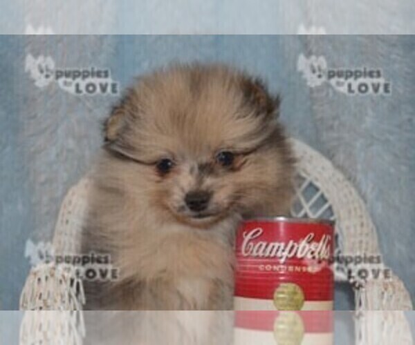 Medium Photo #10 Pomeranian Puppy For Sale in SANGER, TX, USA
