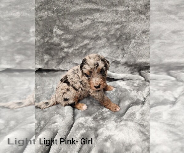Medium Photo #19 Aussiedoodle Puppy For Sale in BOONEVILLE, AR, USA