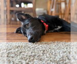 Small #4 Border Collie Mix