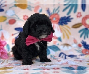 Poovanese Puppy for sale in LANCASTER, PA, USA