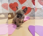 Small Photo #11 French Bulldog Puppy For Sale in BALDWIN PARK, CA, USA