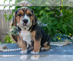 Small #2 Beabull