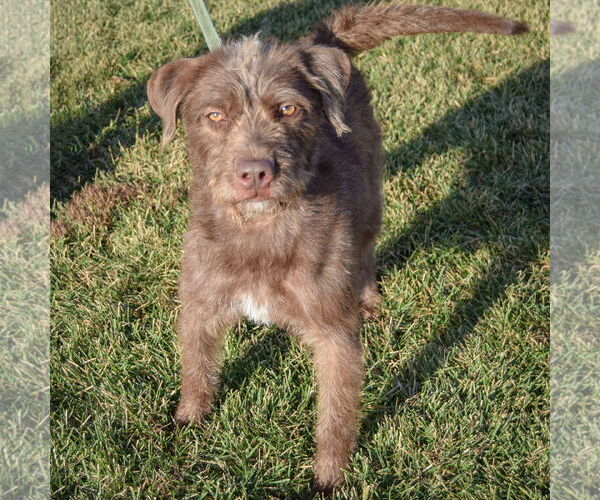 Medium Photo #3 Mutt Puppy For Sale in Huntley, IL, USA