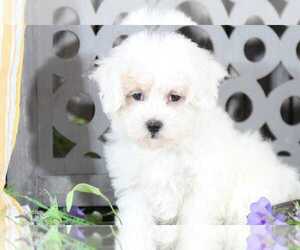 Maltipoo Puppy for sale in MOUNT VERNON, OH, USA