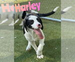Small #1 Australian Shepherd Mix