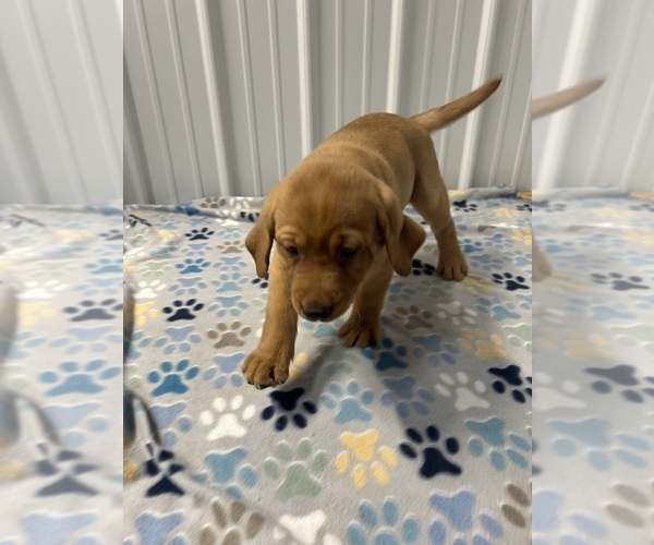 Medium Photo #1 Labrador Retriever Puppy For Sale in DONNELLSON, IA, USA
