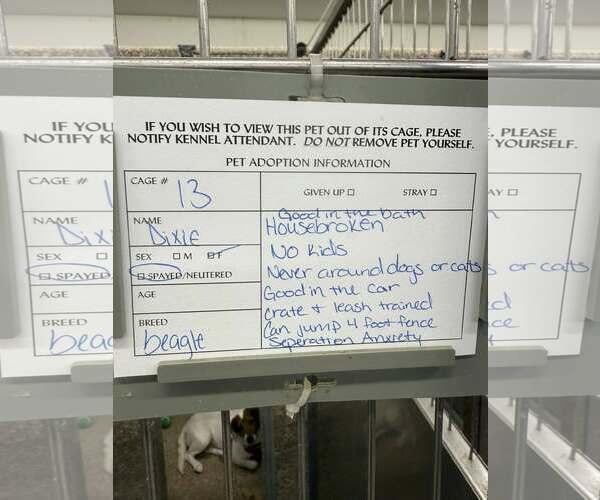 Medium Photo #3 Jack Russell Terrier-Unknown Mix Puppy For Sale in Martinsburg, WV, USA