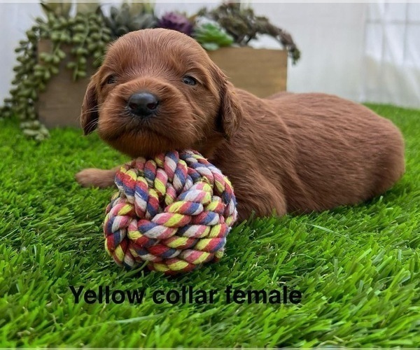 Medium Photo #8 Goldendoodle (Miniature) Puppy For Sale in BAKERSFIELD, CA, USA