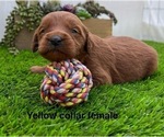Small #7 Goldendoodle (Miniature)