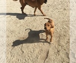 Small Photo #143 Rhodesian Ridgeback Puppy For Sale in MORONGO VALLEY, CA, USA