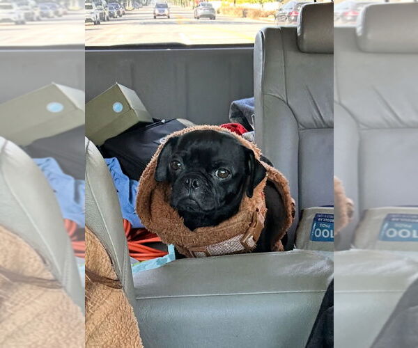 Medium Photo #3 Pug Puppy For Sale in Dana Point, CA, USA